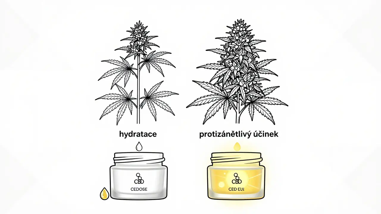 Rozdělená rostlina konopí s výrobními procesy pro semena a květy, s odpovídajícími kosmetickými krémy.