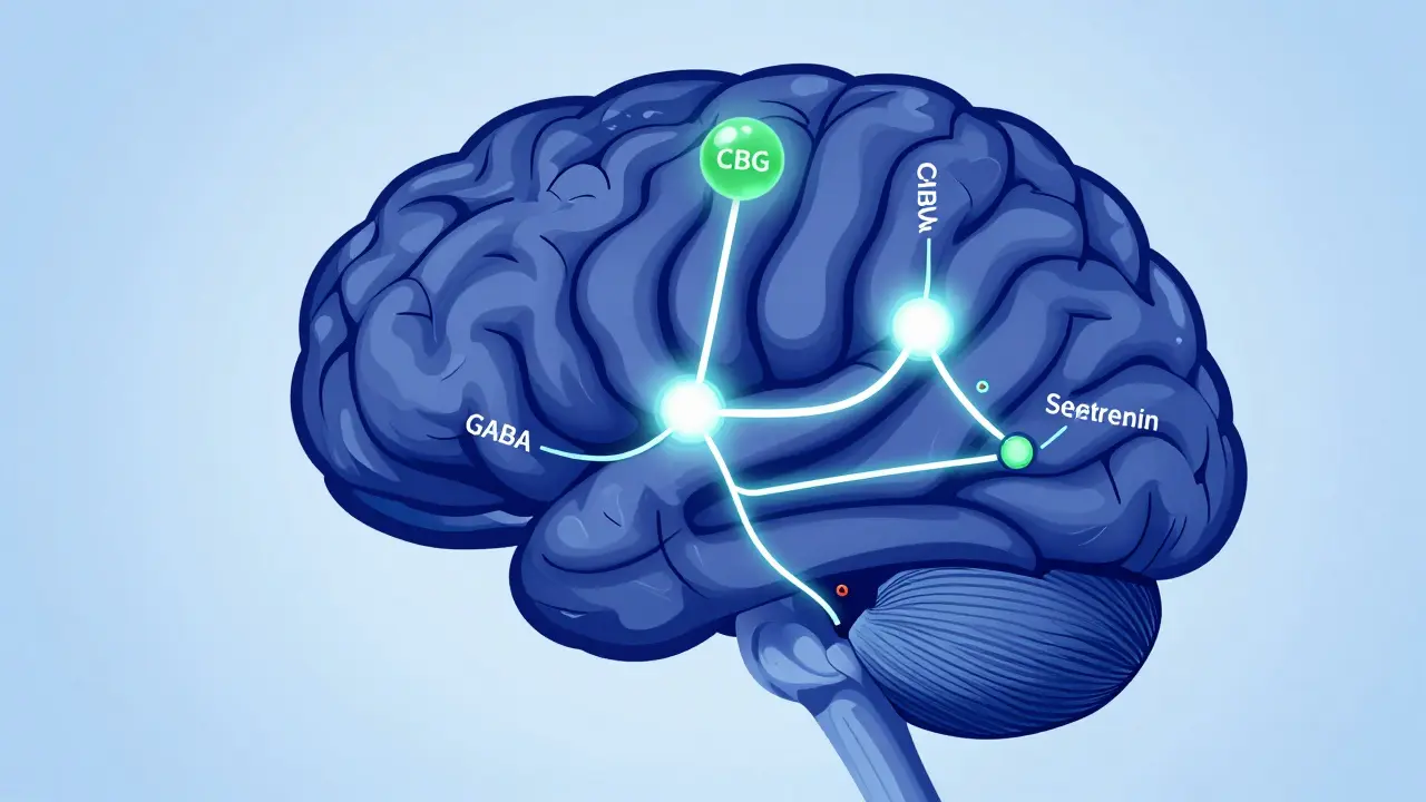 Diagram lidského mozku s aktivací GABA a snížením serotoninu při spánku.