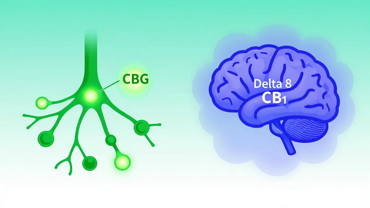 Konceptuální ilustrace účinků CBG na pleť a Delta 8 na mozek