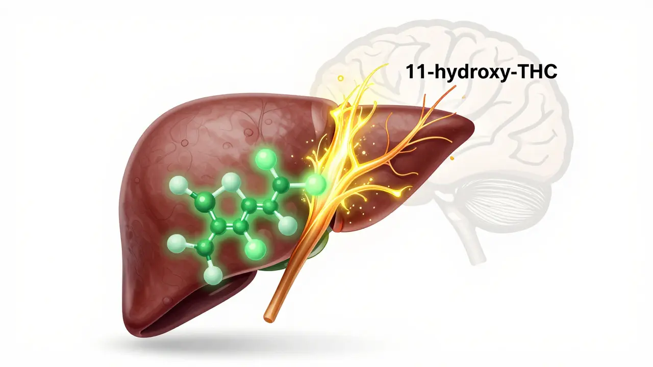 Ilustrace metabolismu THC v játrech na silnější látku