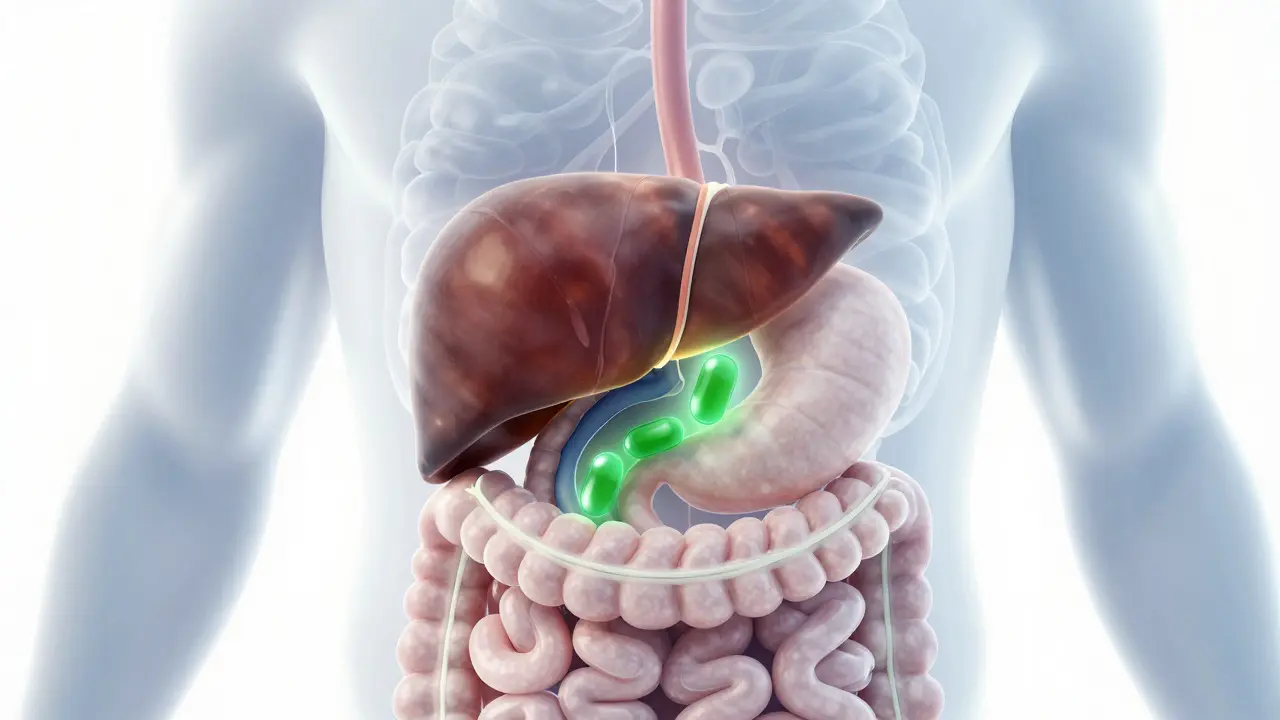 Ilustrace trávicího systému s jaterním metabolizmem CBD
