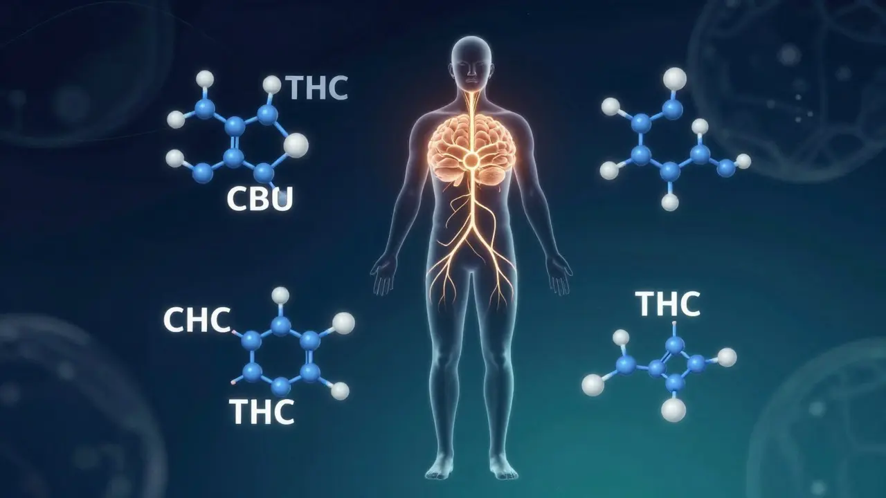 Ilustrace vlivu THC a CBD na metabolismus