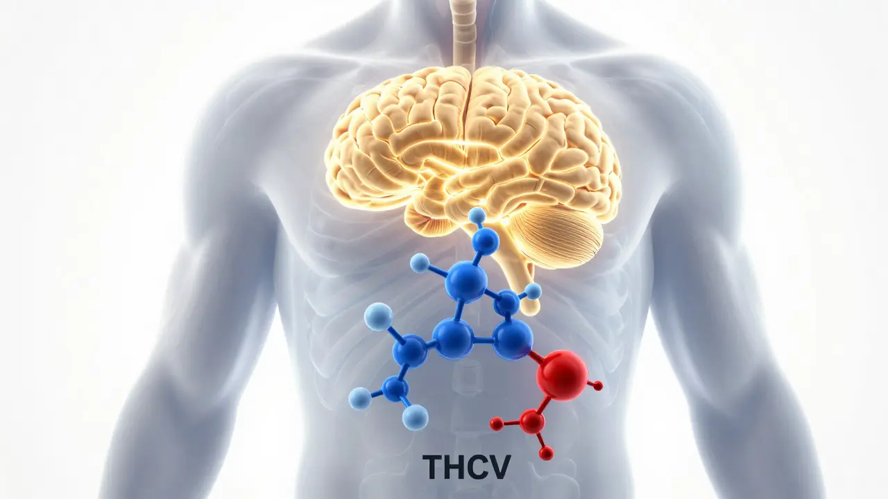 THCV a hubnutí: Funguje to? Vědecké důkazy, dávkování a co skutečně víme